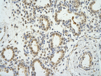 WDR12 Rabbit Polyclonal Antibody