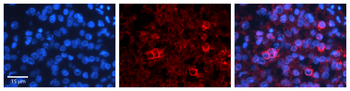 PTGS1 Rabbit Polyclonal Antibody