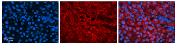 DHODH Rabbit Polyclonal Antibody