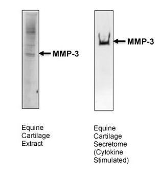 MMP3 Rabbit Polyclonal Antibody