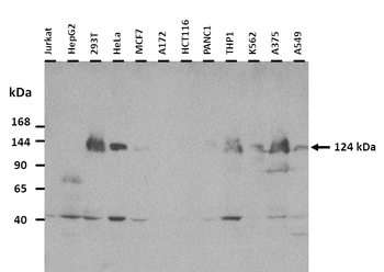 COBLL1 Rabbit Polyclonal Antibody