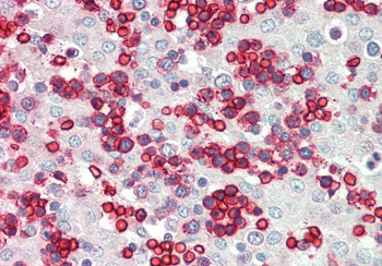 ERMAP Rabbit Polyclonal Antibody