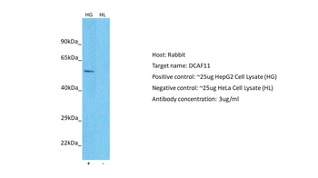 WDR23 Rabbit Polyclonal Antibody