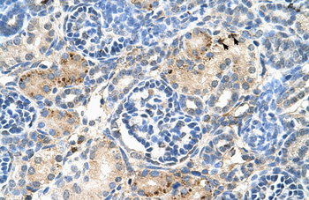 EDG8 Rabbit Polyclonal Antibody