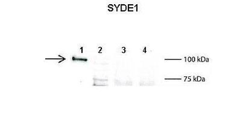SYDE1 Rabbit Polyclonal Antibody