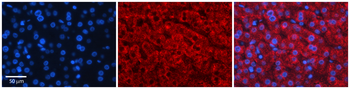 GAMT Rabbit Polyclonal Antibody