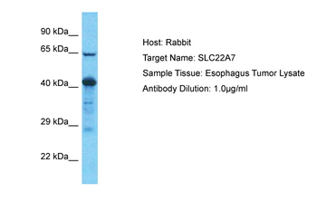 SLC22A7 Rabbit Polyclonal Antibody
