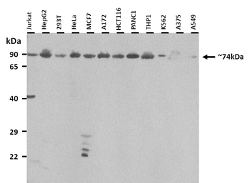 PANX2 Rabbit Polyclonal Antibody