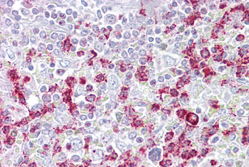 Rgs2 Rabbit Polyclonal Antibody