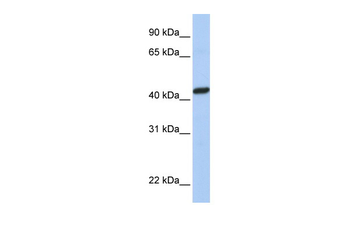 PEX10 Rabbit Polyclonal Antibody