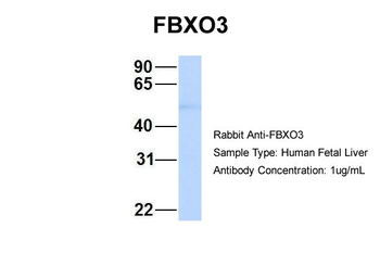 FBXO3 Rabbit Polyclonal Antibody