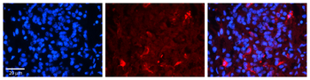 FBXO9 Rabbit Polyclonal Antibody