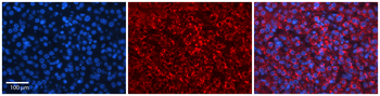 HERC4 Rabbit Polyclonal Antibody