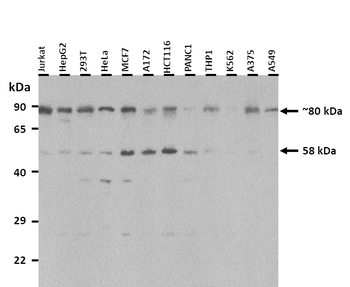 DCST1 Rabbit Polyclonal Antibody