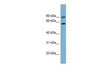 SLC3A1 Rabbit Polyclonal Antibody