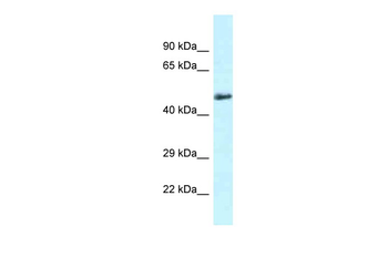 Slc1a4 Rabbit Polyclonal Antibody