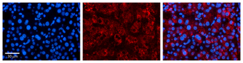 SLC25A11 Rabbit Polyclonal Antibody