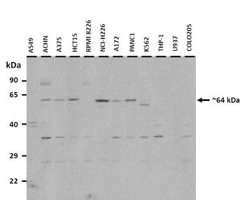 SLC13A2 Rabbit Polyclonal Antibody