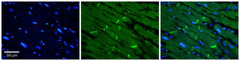 SLC40A1 Rabbit Polyclonal Antibody