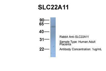 SLC22A11 Rabbit Polyclonal Antibody