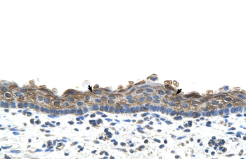 SLC26A1 Rabbit Polyclonal Antibody