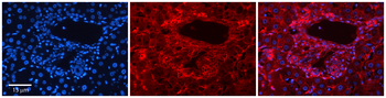 SLC26A1 Rabbit Polyclonal Antibody