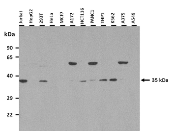 SLC25A32 Rabbit Polyclonal Antibody