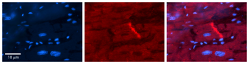 CYBA Rabbit Polyclonal Antibody