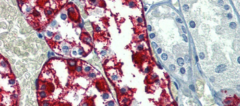 G6PC Rabbit Polyclonal Antibody