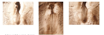SHH Rabbit Polyclonal Antibody