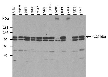 PDE3B Rabbit Polyclonal Antibody