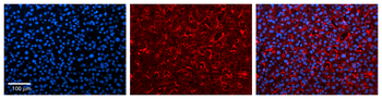 FMO3 Rabbit Polyclonal Antibody