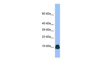 Atp6v0b Rabbit Polyclonal Antibody