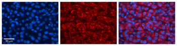 FMO5 Rabbit Polyclonal Antibody