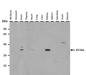 Atp1b2 Rabbit Polyclonal Antibody