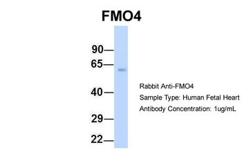 FMO4 Rabbit Polyclonal Antibody