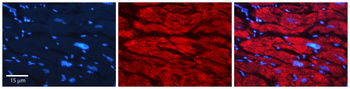 GNS Rabbit Polyclonal Antibody