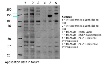 PCDH1 Rabbit Polyclonal Antibody