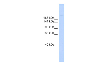 DYSF Rabbit Polyclonal Antibody