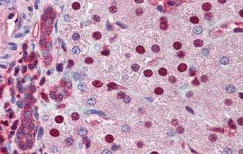 NR0B2 Rabbit Polyclonal Antibody