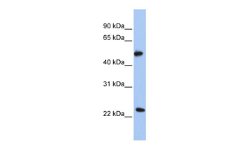 POFUT2 Rabbit Polyclonal Antibody
