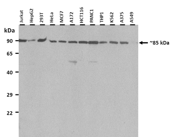 SNF1LK Rabbit Polyclonal Antibody