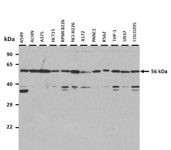 IFIT3 Rabbit Polyclonal Antibody