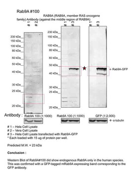 RAB9A Rabbit Polyclonal Antibody