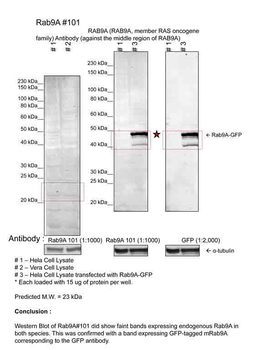 RAB9A Rabbit Polyclonal Antibody
