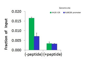 HIST1H1C Rabbit Polyclonal Antibody