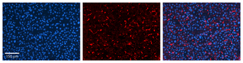 GPAA1 Rabbit Polyclonal Antibody