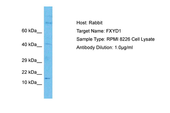 FXYD1 Rabbit Polyclonal Antibody
