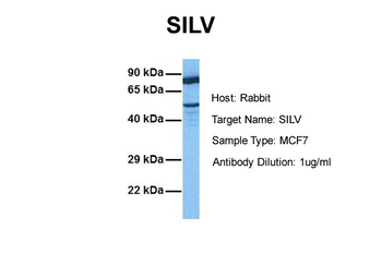 SILV Rabbit Polyclonal Antibody