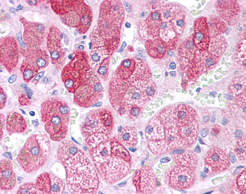BACE1 Rabbit Polyclonal Antibody